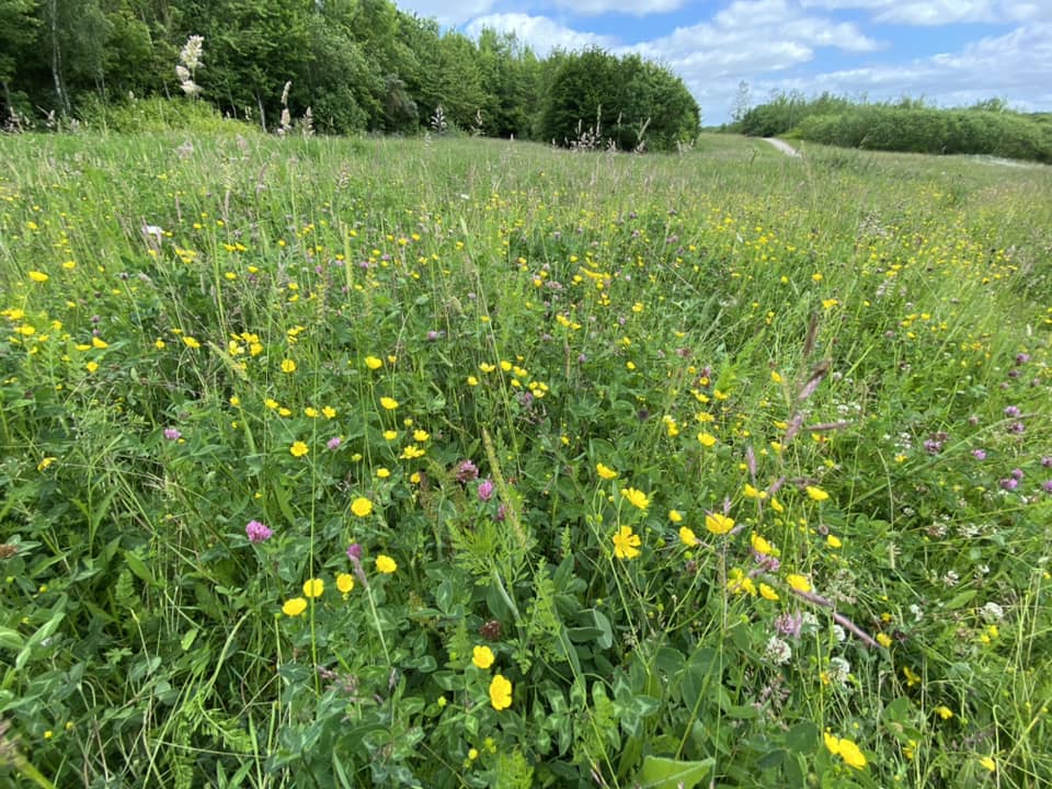 Wildflowers found in one of the meadow areas of the park