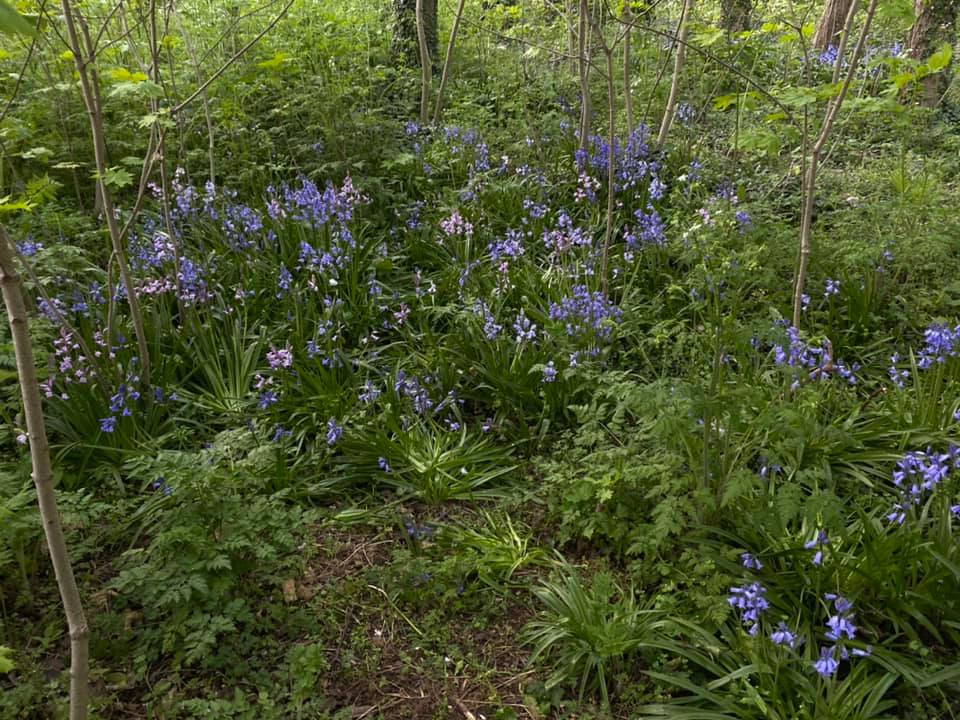 A photo depicticting the bulb-planting volunteer day 